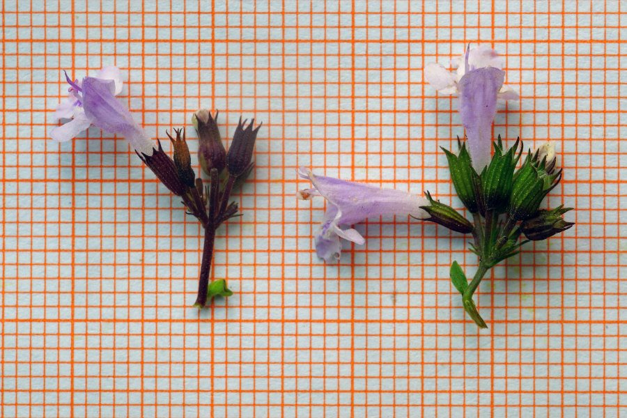 Clinopodium nepeta [considerazioni su ssp.] (Lamiaceae)